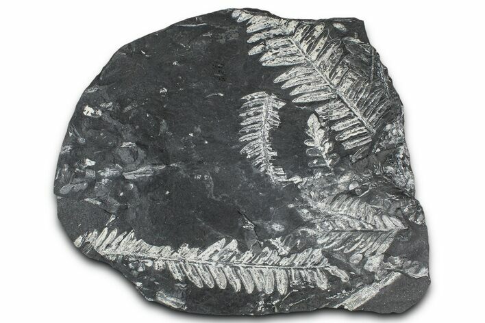 Fossil Seed Fern (Alethopteris & Pecopteris) Plate - Pennsylvania #368189